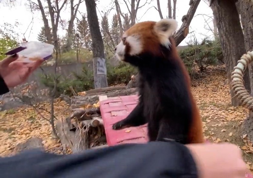 MysteryPup4's tweet photo. @ZooMontana *knock knock*

🦊"Trick or treat!"

🥰"Happy Halloween, Pabu!"

🦊"Thank you!" (💭Ooh what'd I get?)

🦊"Baked Pabu Boo Snacks! SCORE!" 💕

#HappyHalloween2021 #RedPanda #BabyRed https://t.co/Pkjf8jrEVO