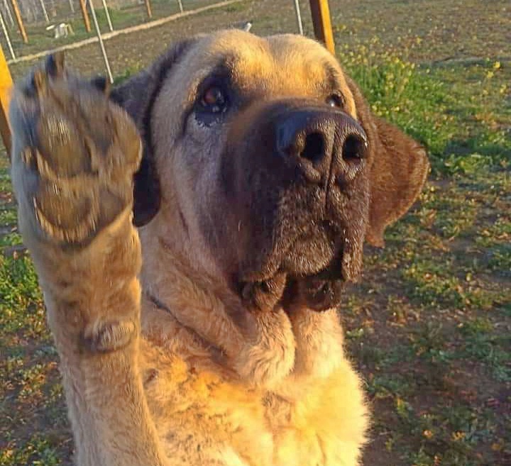 SosAbuelos1's tweet image. #ATHOS (ABUELITO) #TOLEDO
¡Choca esos cinco humano!
Prometo ser tu mejor compañero de vida.
Soy Athos, ya tengo mis añitos y sueño con hacerte feliz.
¿Te animas?

adopciones@apamasvida.org // 620758669