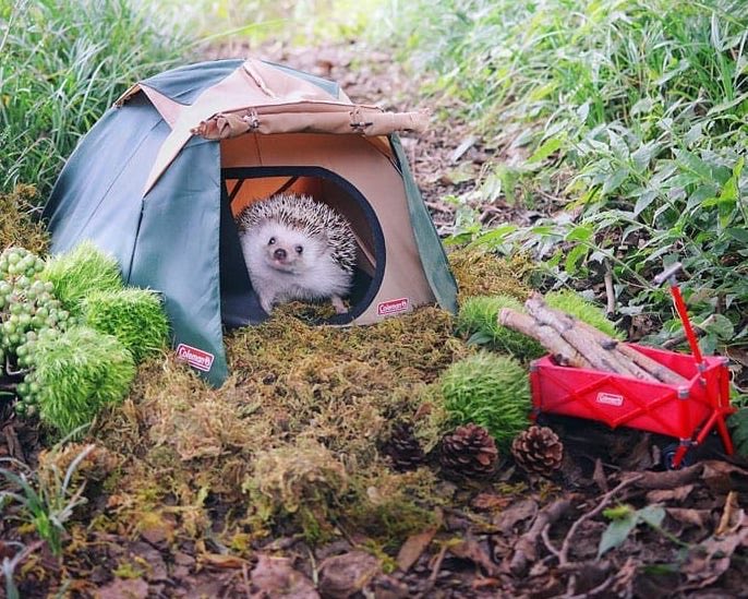 RoryStewartUK's tweet photo. 🦔 https://t.co/v0x6auVXiN