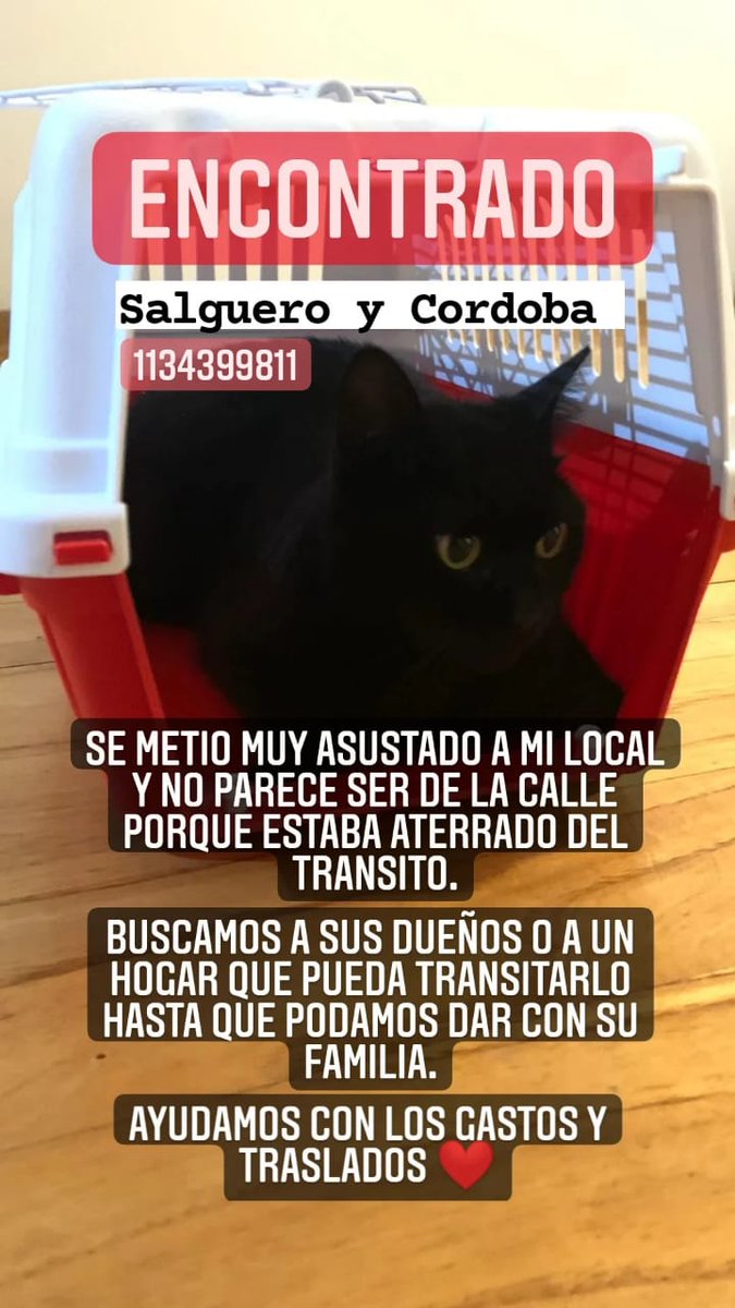 JuaniFritzsche_'s tweet photo. Gatito negro encontrado en zona Villa Crespo/Almagro. Es super bueno. https://t.co/y11u4cKosj