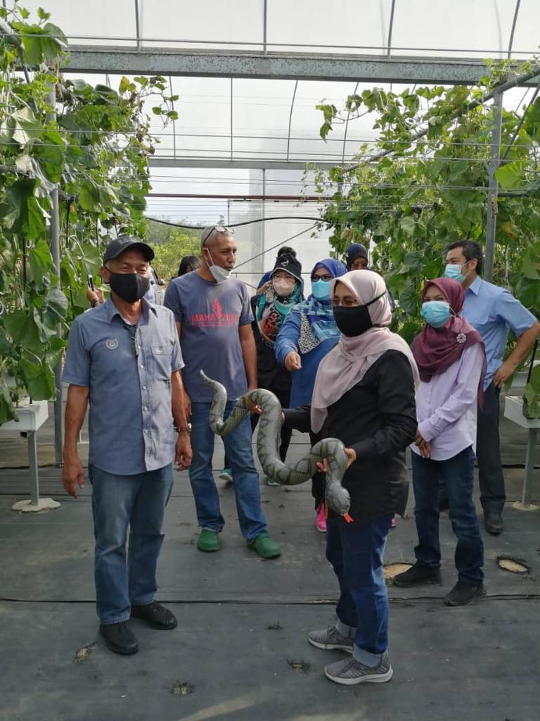 DOAkubangpasu's tweet photo. Tanaman Rock Melon, Projek AgropreneurMuda B40 dibawah sifu En Yusuf. Turut hadir Tuan  Pengarah  Pertanian  Negeri Kedah (En Ramli Abdul Rahman) #myDOA#TeamDOA#TeamMafi#MAFIMalaysia#MAFIPrihatin#DOAKedah#DOAKubangPasu#InovasiDOA#pertanian#foodsecurity#Farmers#Agrofood#rezekitani https://t.co/vz1seSlqsI