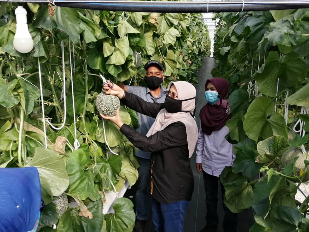DOAkubangpasu's tweet photo. Tanaman Rock Melon, Projek AgropreneurMuda B40 dibawah sifu En Yusuf. Turut hadir Tuan  Pengarah  Pertanian  Negeri Kedah (En Ramli Abdul Rahman) #myDOA#TeamDOA#TeamMafi#MAFIMalaysia#MAFIPrihatin#DOAKedah#DOAKubangPasu#InovasiDOA#pertanian#foodsecurity#Farmers#Agrofood#rezekitani https://t.co/vz1seSlqsI