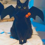 10月31日は待ちに待ったハロウィン!黒猫が大活躍な日!