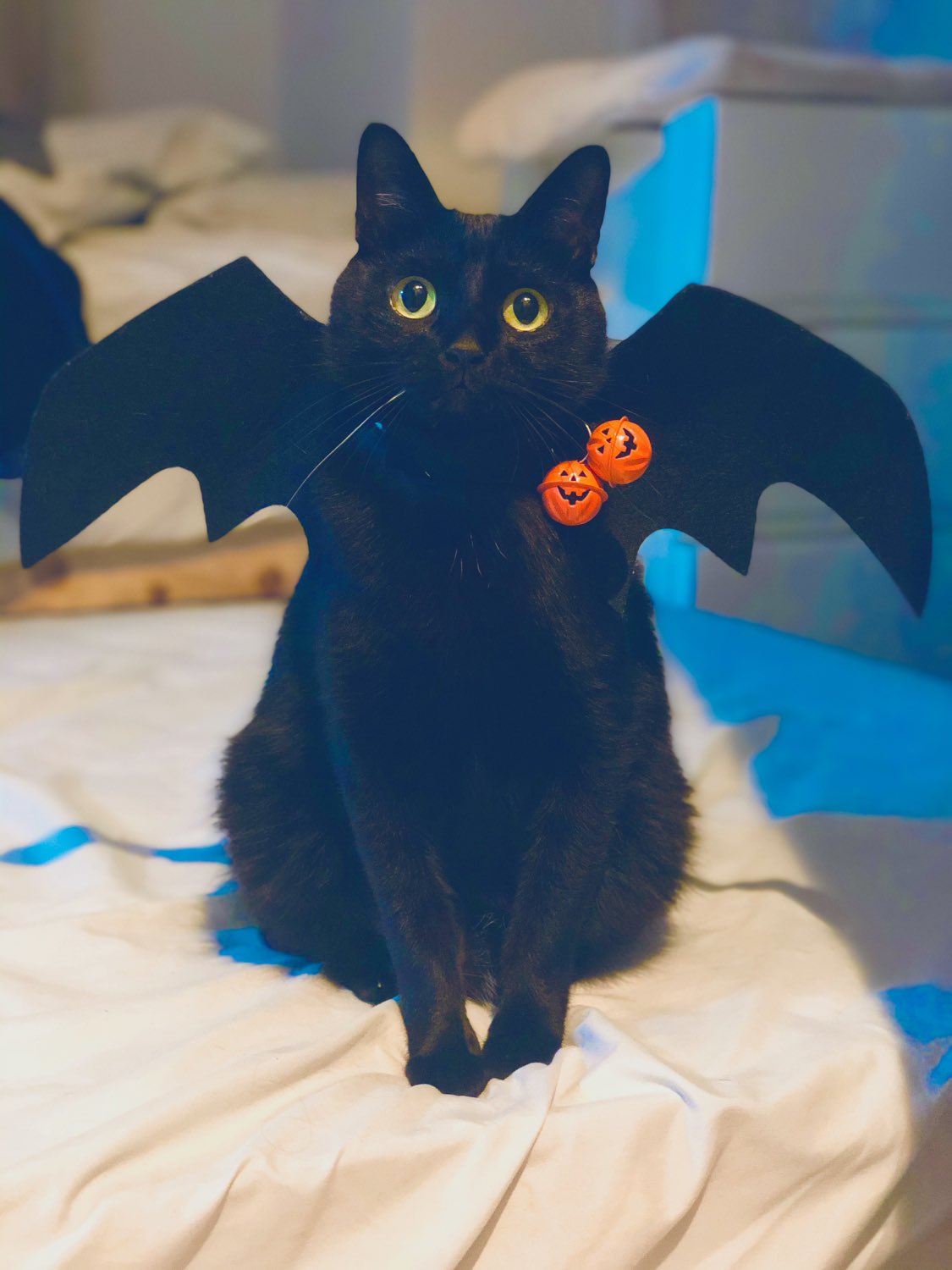 黒猫のこねろく Nkknrk Twitter