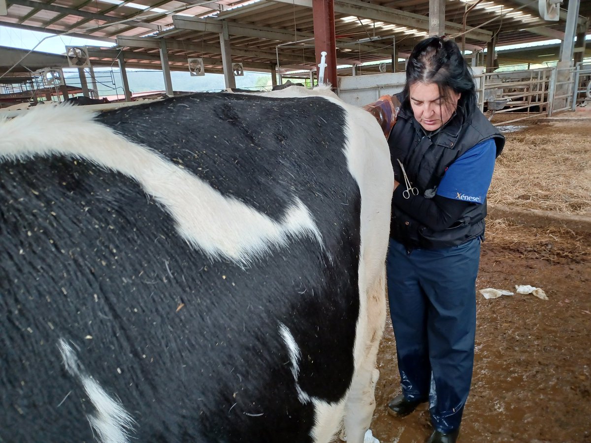 Xenese_Vets's tweet photo. Un dos días mais gratificantes da semana.

LSCG 883 SATURN ET, con 5472 puntos de GICO,  actual N° 1 do ranking español e con apenas 1 ano de idade, nos sorprendía de novo na sua segunda recollida de embrións.

Felicitar polo traballo ó equipo Landeira!! https://t.co/nCPePSnMny