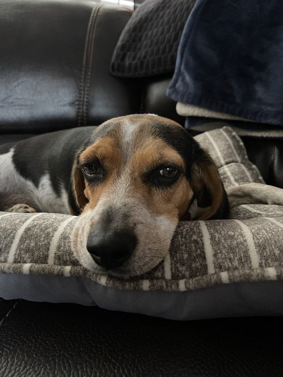 nathanc1969's tweet photo. She’s the sweetest! #beaglefacts https://t.co/a6tM12VnuK