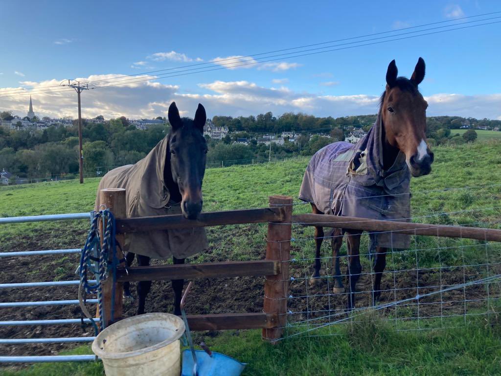 sprinter_sacre's tweet photo. Today I’d like to introduce my partner in crime Carningli (Pringle to his friends). He’s the one who takes the lead when I see something scary like a bin or leaf!!! #bestfriends #retired #racehorse #blackaeroplane #theking https://t.co/KGn3uoW1GQ