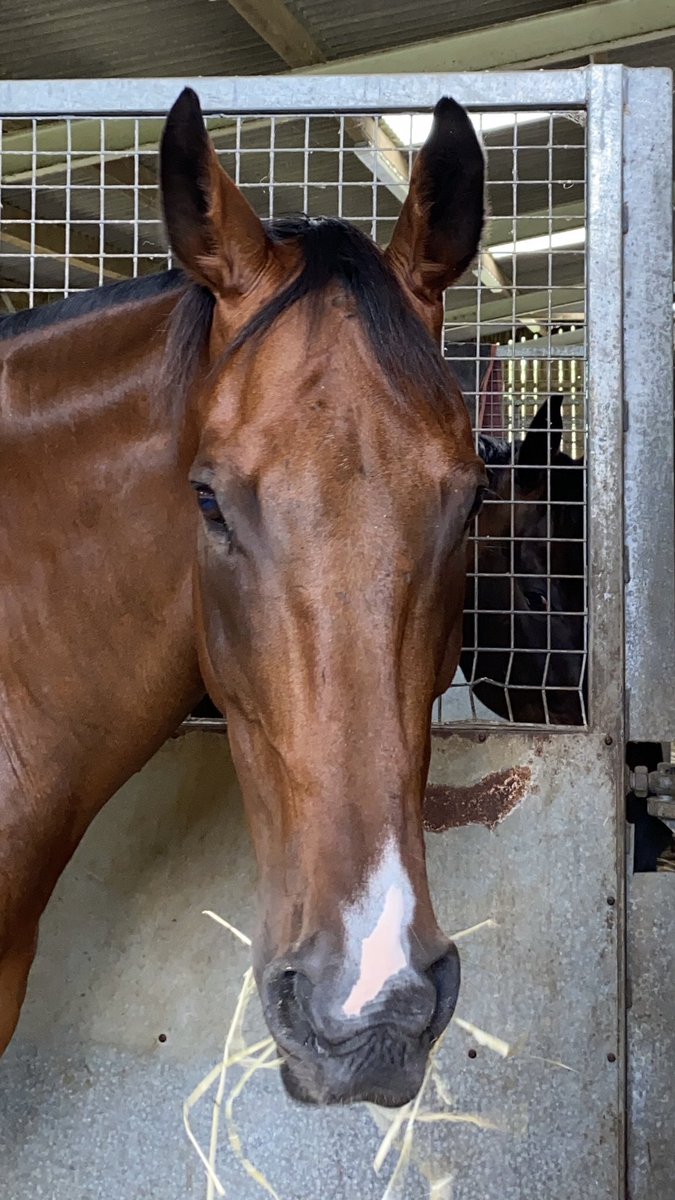 Today I’d like to introduce my partner in crime Carningli (Pringle to his friends). He’s the one who takes the lead when I see something scary like a bin or leaf!!! #bestfriends #retired #racehorse #blackaeroplane #theking
