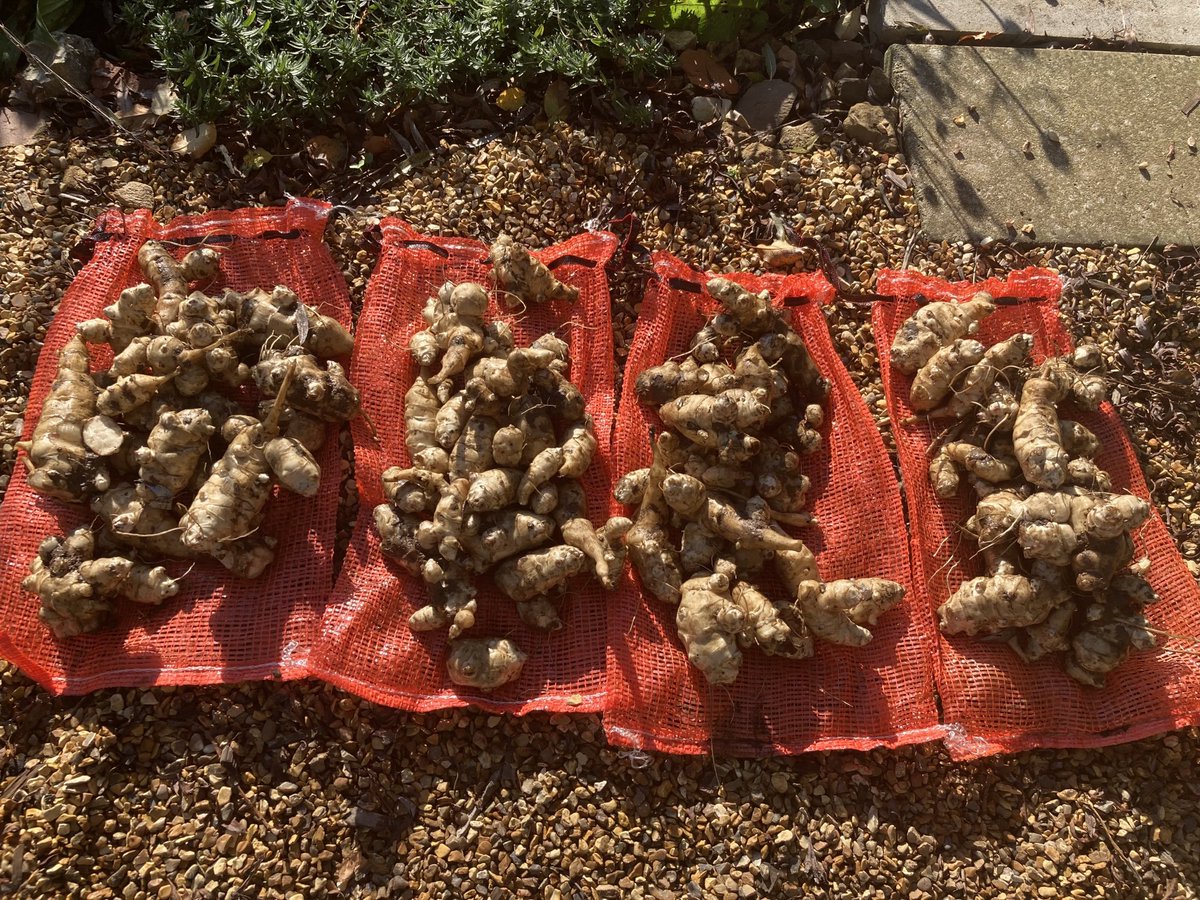 BridMcTigger's tweet photo. That my friends is 10kg of #rocket_fuel #artichoke #fartichoke #allotment 💨🚀 https://t.co/m9cAifLt4r
