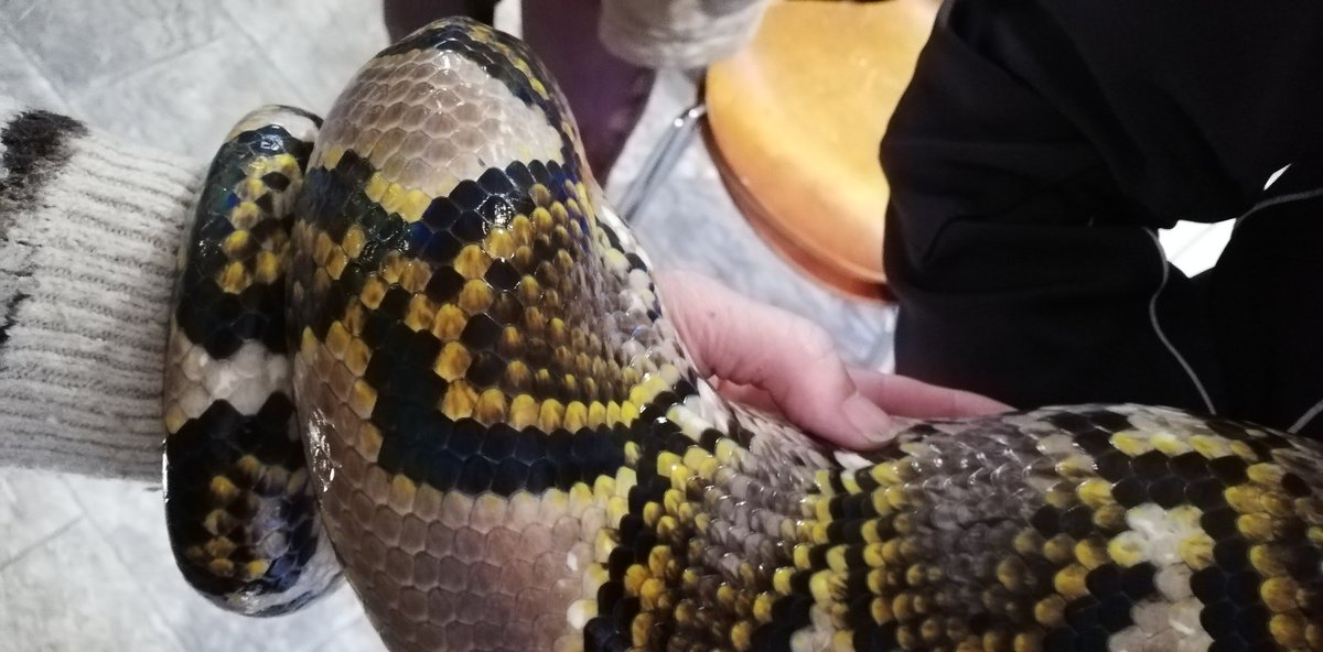 louise patmore tweet media