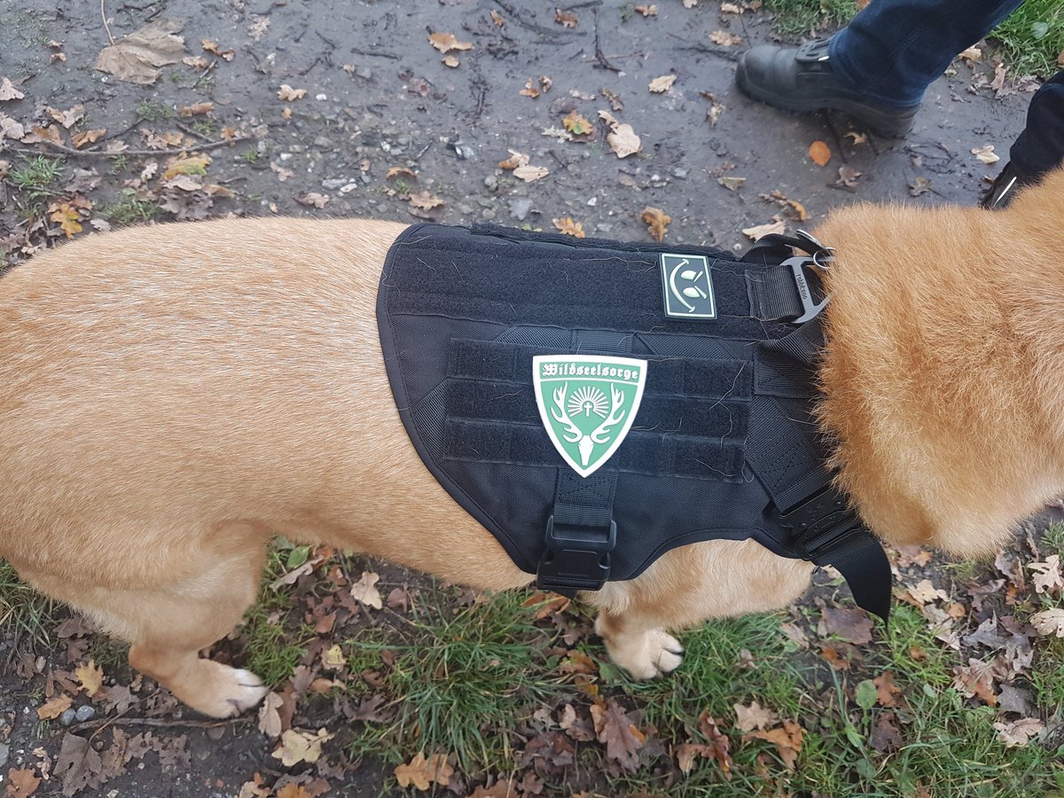 LexSpielwiese's tweet photo. Heute hat der Hund die ersten Patches auf das neue Geschirr bekommen. #LexDaily https://t.co/5GbM8sM8sK