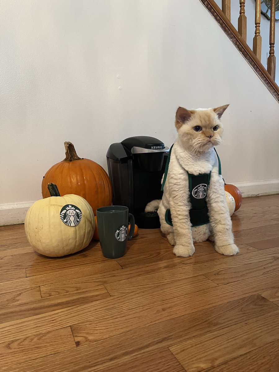 stormithehimmy's tweet photo. Welcome to Starbucks.. can I get you a cattuccino? #yourfavoritebarista #pumpkinspice #Starbucks #catoween https://t.co/cLKNItRW2U