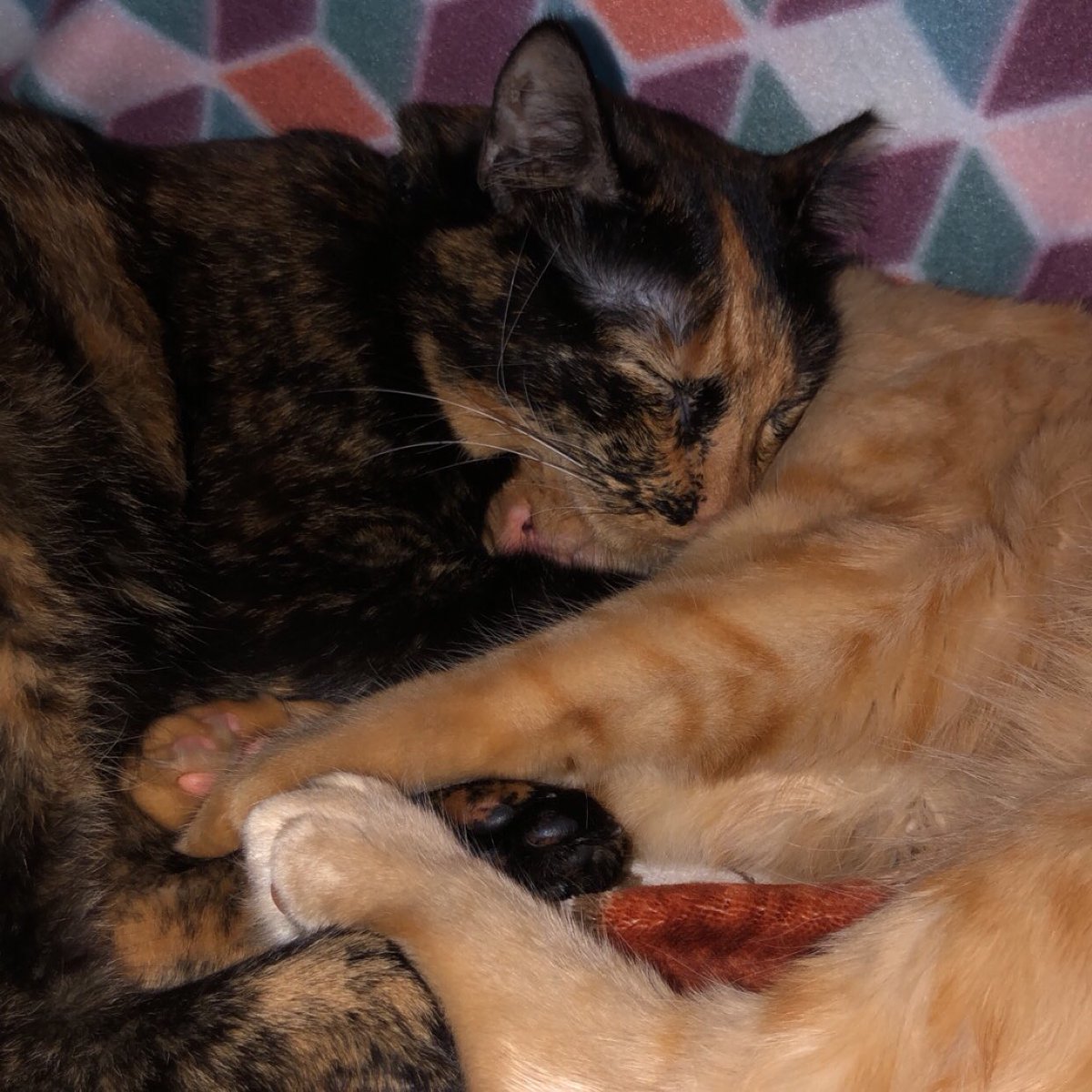ScreamForTerror's tweet photo. Happy #Caturday from these two beans that love each other so much 🥺❤️🥺 #BestFriends #CatsOfTwitter  #love https://t.co/Ci0KCauNAR