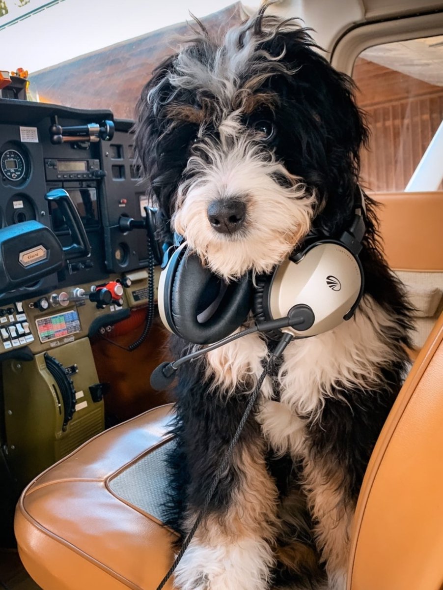 lightspeedav's tweet photo. This is certainly an upgrade to Mutt Muffs! Alexis certainly knows how to treat her furry friend, also named Zulu!
#Zulu3 #LightspeedAviation #flywithzulu #muttmuffs #anrheadsets https://t.co/wpix3pdWf7