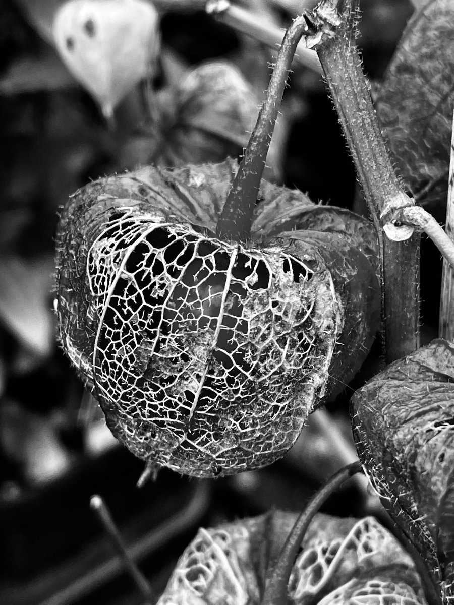 Black and White Macro

Physalis (Chinese Lantern)

#BlackAndWhiteMacro
#WeekendBlackAndWhiteMacro 
#macro #macrophotography #photography #blackandwhitephotography 
@MacroHour #ChineseLantern