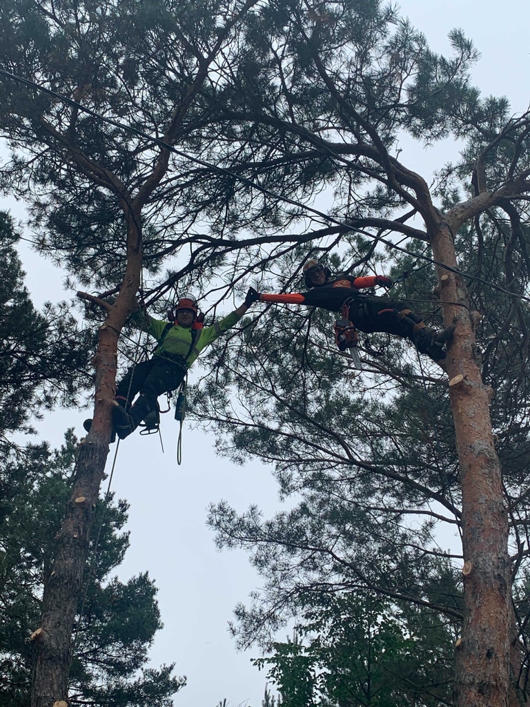 vincerutter's tweet photo. Multiple Scots pine removal with David and Liam.
TEAMWORK BABY! 🤜🤛
#treebiz #arblife
#tbay
#thunderbayontario https://t.co/b4eVQLVc2f