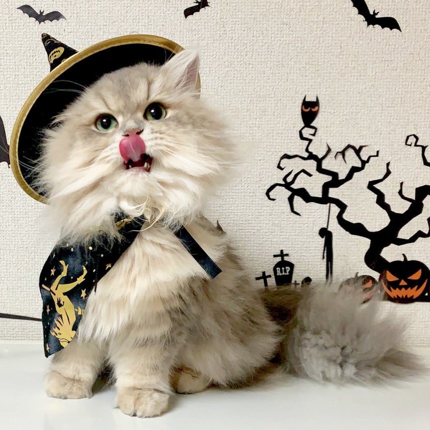 Getsetpet's tweet photo. Spooktacular Weekend!
Tag us on your petβs halloween posts & get a chance to win a bag of treats!
T&C APPLY
#happyhalloween #ukpets #halloweencostume https://t.co/yu3n47SWCt