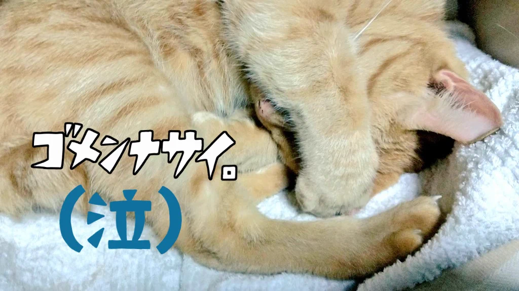 @hidekiccan つい先程、ちゅ～るからのカリカリからの即ベッドにインした途端にケヒャッケヒャッニャーっ！…でした( ノД`)
暫くベッド外で放心状態でしたが、今はこの通りごめん寝してます(笑) 