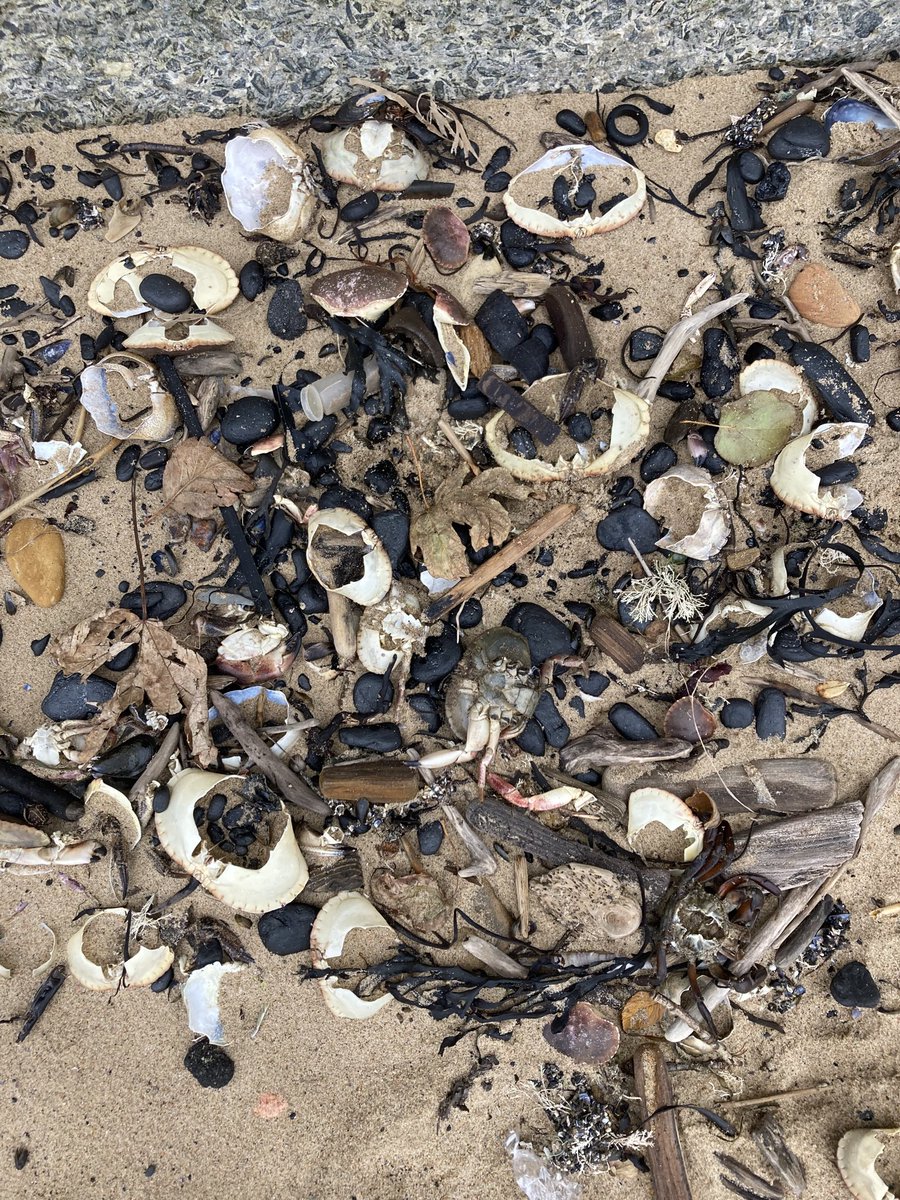 Twitchers Rest, Hartlepool (@twitchersrest43) on Twitter photo <a href="/teesbirds1/">teesbirds</a> large numbers of young mussels washed up on North beach , <a href="/hartlepool/">dannielle richardson</a> along with a lot of other shellfish and crabs, whatever is causing this will impact the species dependant on these animals <a href="/autumnwatch/">Autumnwatch</a> <a href="/ChrisGPackham/">Chris Packham</a> <a href="/nybirdnews/">NorthYorksBirdNews</a> <a href="/teesbirds1/">teesbirds</a> large numbers of young mussels washed up on North beach , <a href="/hartlepool/">dannielle richardson</a> along with a lot of other shellfish and crabs, whatever is causing this will impact the species dependant on these animals <a href="/autumnwatch/">Autumnwatch</a> <a href="/ChrisGPackham/">Chris Packham</a> <a href="/nybirdnews/">NorthYorksBirdNews</a>