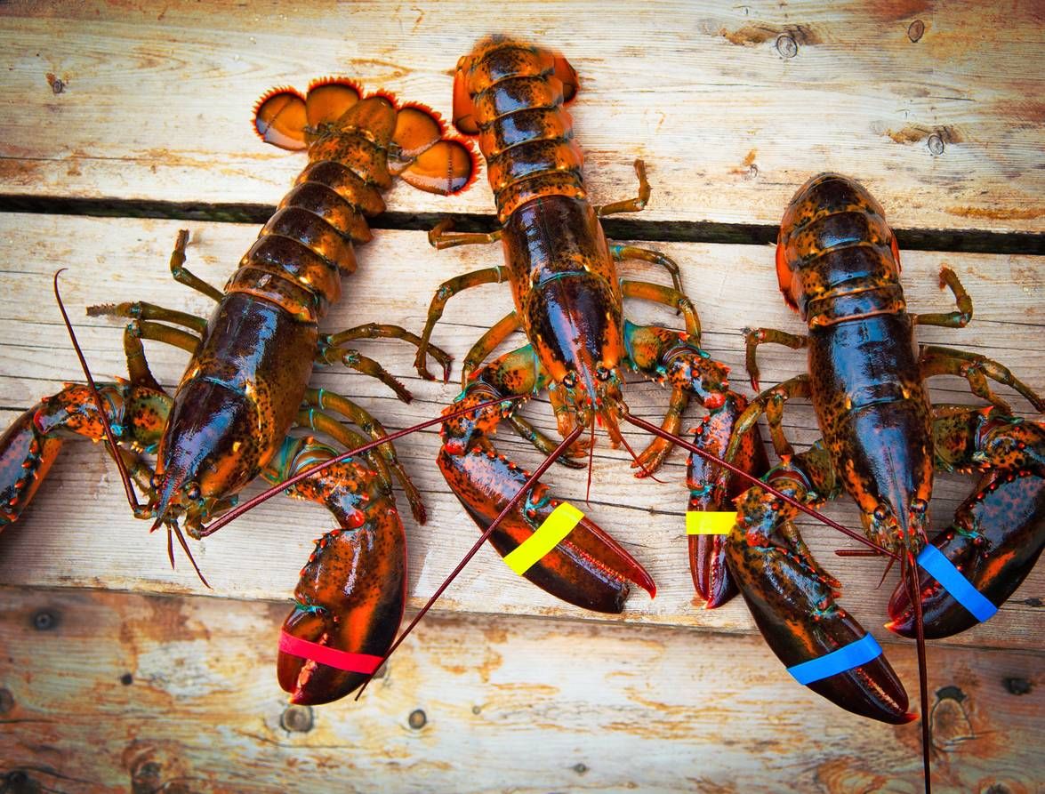 TopConReviews's tweet photo. Where Can You Get the Freshest Lobster on the Market? You'll have a hard time finding a better choice for fresh lobster and seafood: The @lobster_guy  https://t.co/8tDcupUwM0 #review https://t.co/iVTxobDDGj