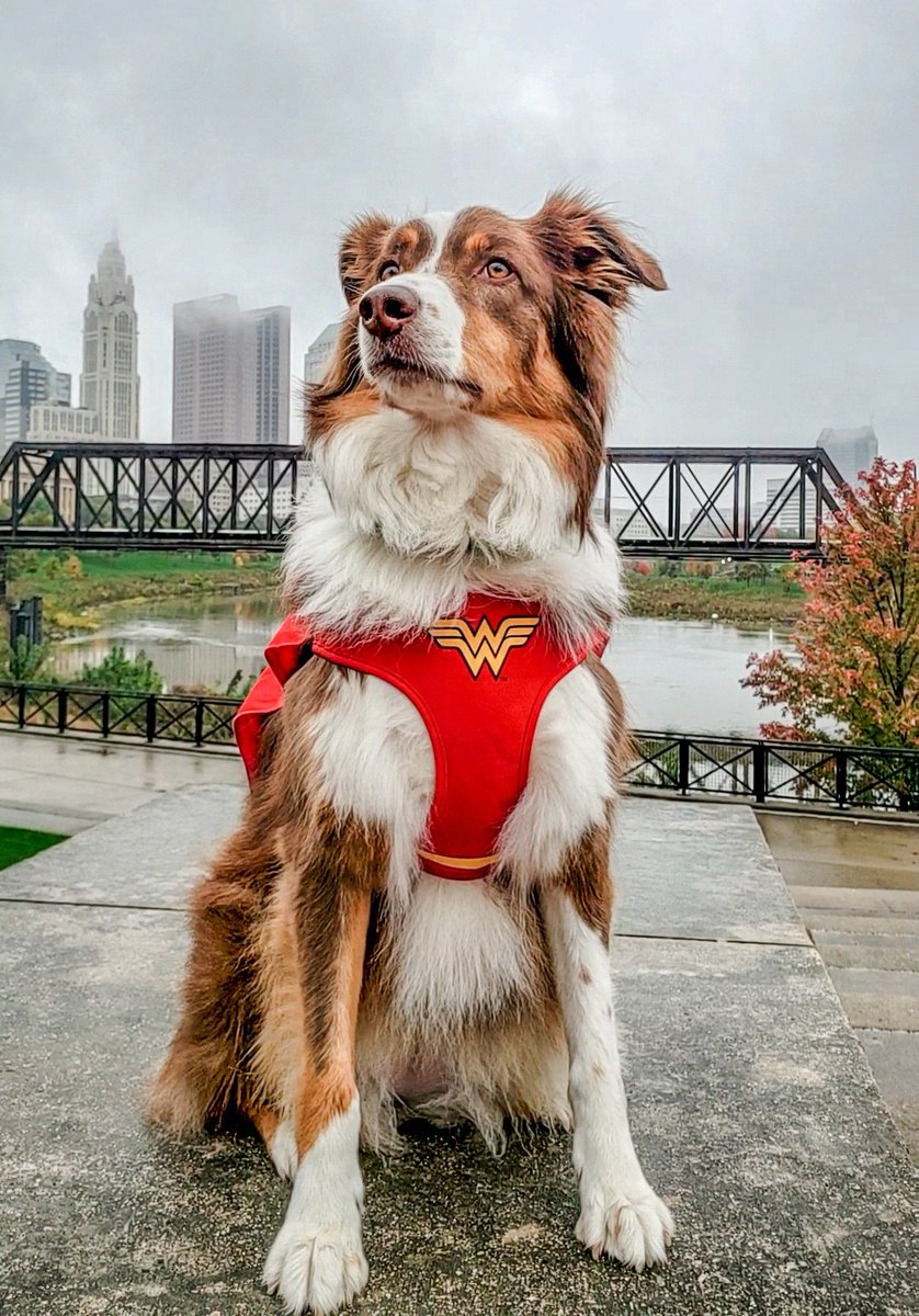 AlissaC's tweet image. Halloween weekend pupdate: Piper is here to save us all from a gray, rainy day in Columbus.
