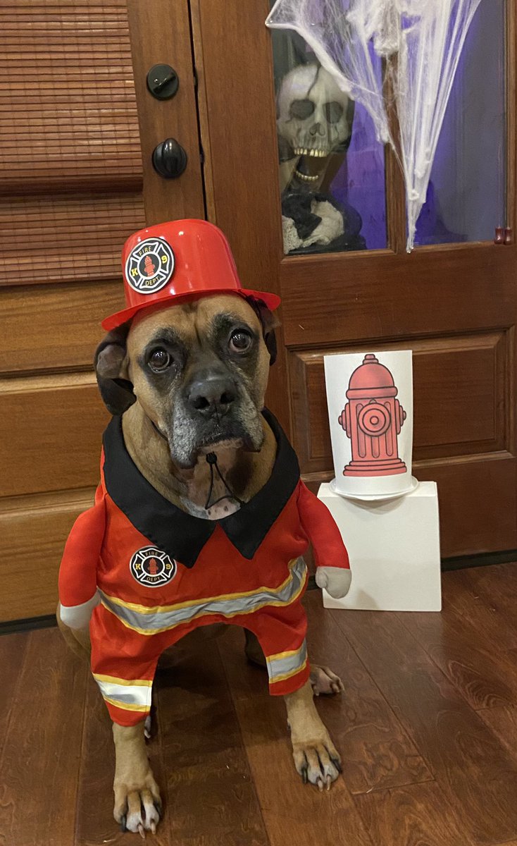 BoxerNamedSue's tweet photo. We’re to hand out some candy!  Happy Halloween! @BoxerDogUnion @BoxerBond @BoxerFanClub #boxerdoglove https://t.co/0zAdYDUtLX