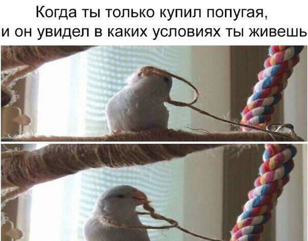 Ratus001's tweet photo. 1. Коты крутые👉🥺👉
2. #FF8243, мне название понравилось
3. Жесть я дед... (19)
4. ~170
5. Детективное Агентство Дирка Джентли
6. Их много, но пусть будет "Мы" Дайте танка(!)
7. Редко пью сок, но тыквенный секси
8. 16 (июля😭❤)
9. ⬇️ https://t.co/KH54EDnb8k