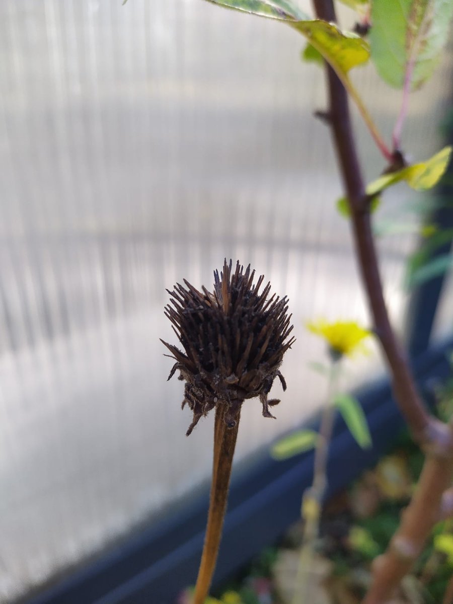 Bee4usB's tweet photo. Bitte daran denken, den #Herbstgarten nicht zu sehr aufzuräumen. #Insekten brauchen hohle Stengel und vertrocknete Blütenstände zum #überwintern. https://t.co/97gLhNhymj