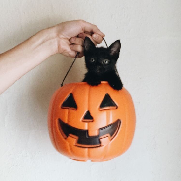 meowstete's tweet image. happy halloween 🎃