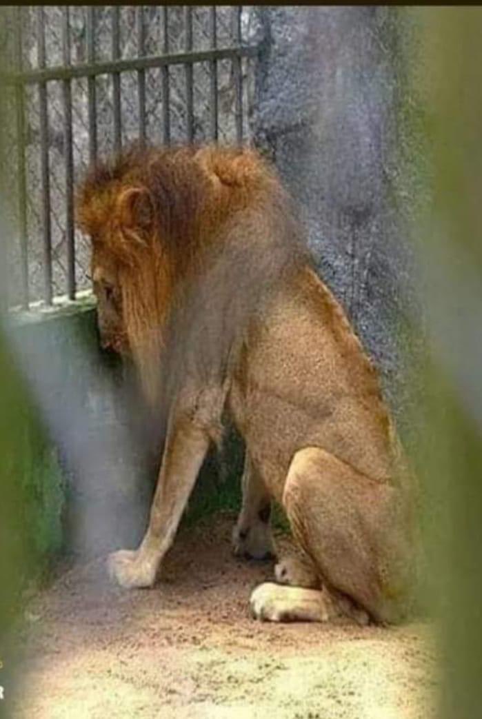vinculo_pr's tweet photo. Efectos del cautiverio. Aquí el rey de la selva en un zoo. Así mismo murió Olosi. 💔 #FreeThemAll #FreeMundi https://t.co/Syml9ldGJO