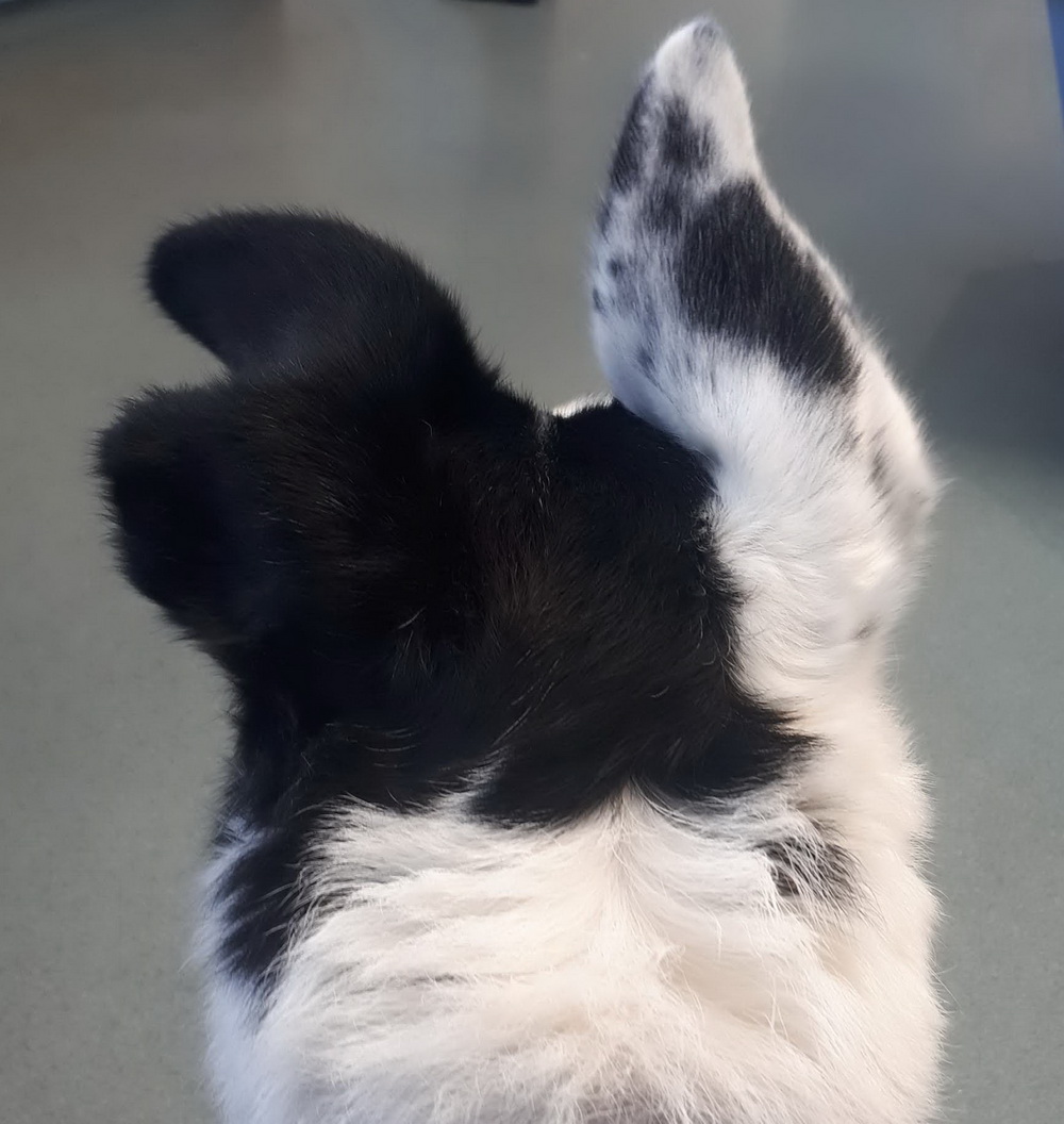 FOSTBCrescue's tweet photo. Oh to be inside those beautiful minds. All alert, focused and thinking but calm and chilled out. Love 'em.
#intelligentdogs #dogswithbrains #DogsofTwittter #AdoptDontShop https://t.co/u8zfe0TLKL