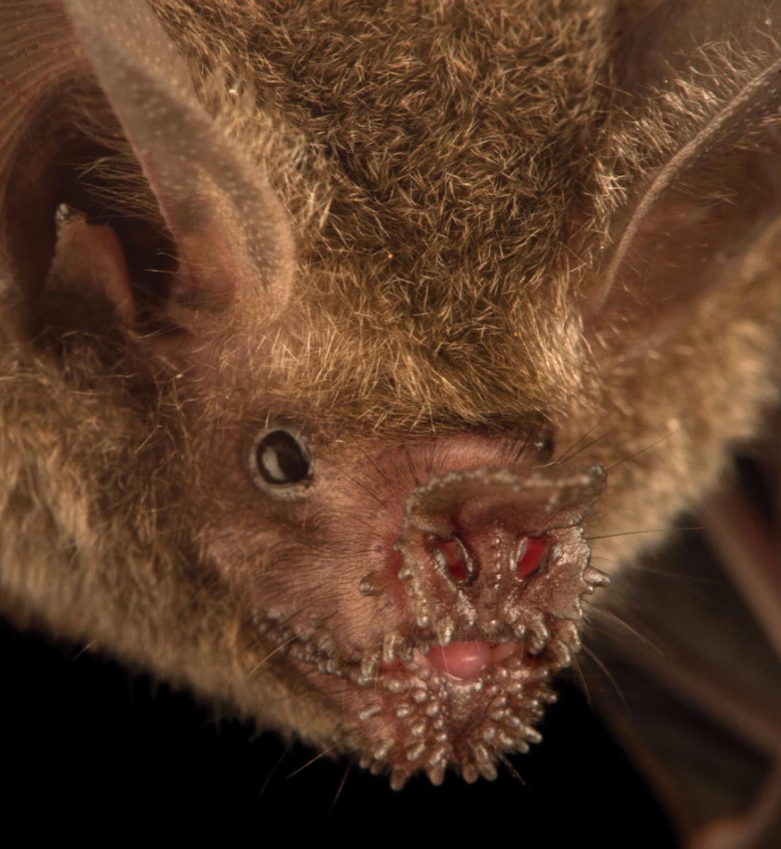 мохноногий вампир летучая мышь. носферату летучая мышь. животные питающиеся кровью. обыкнове́нный вампи́р (desmodus rotundus). летучая мышь нетопырь.