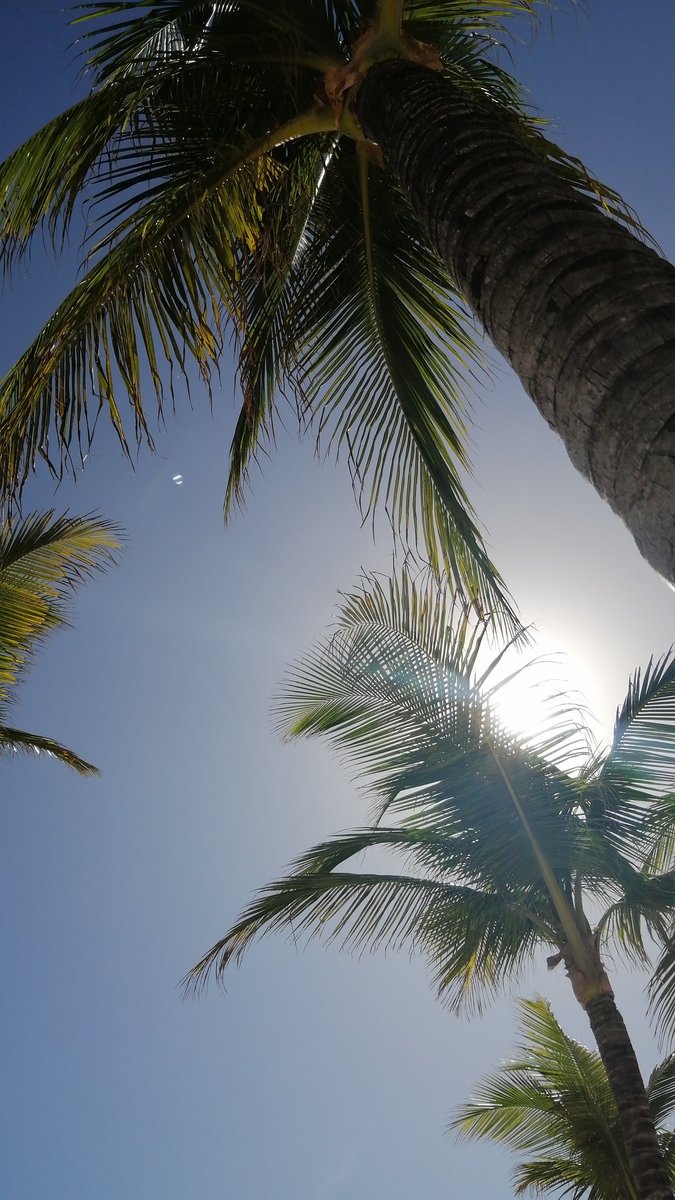 ludelpaso's tweet photo. 🌴 https://t.co/OD29Bzy4tb