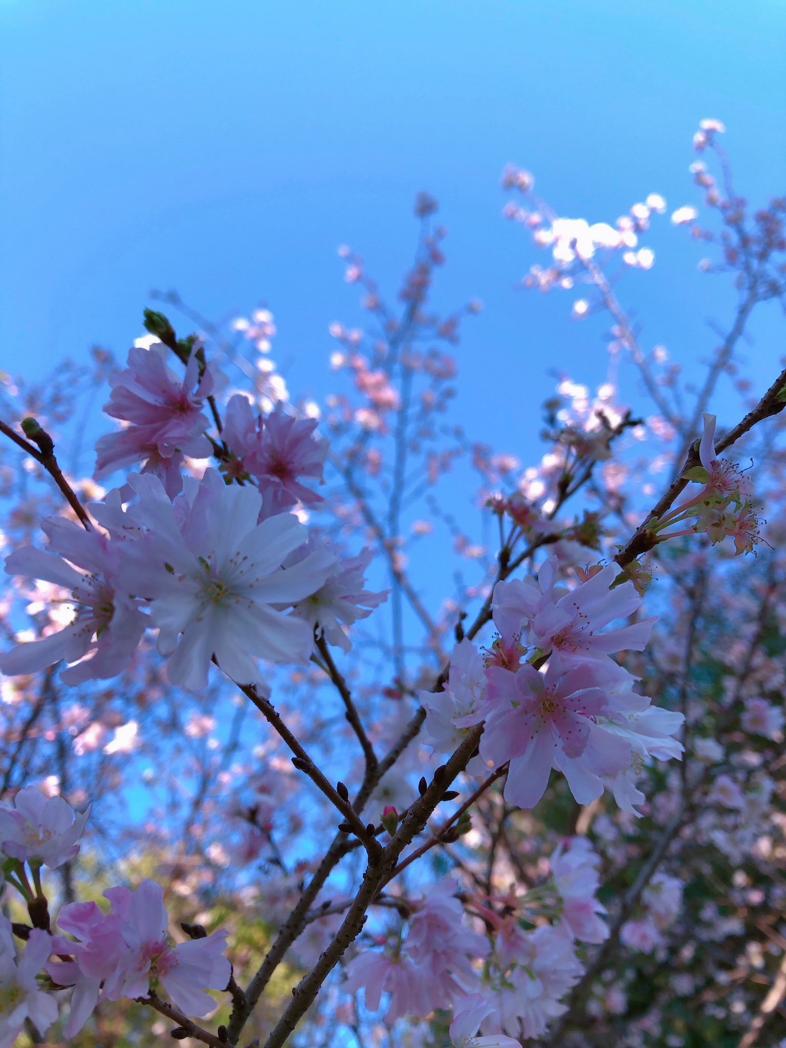 十月の桜の花言葉 Twitter Search Twitter