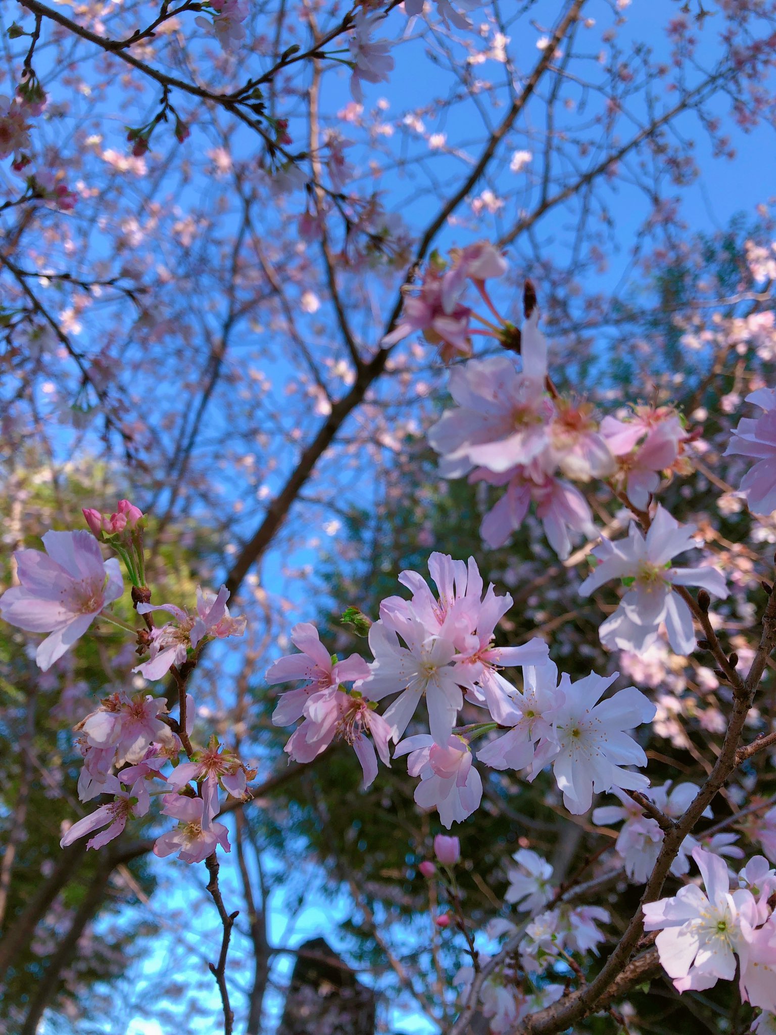 十月の桜の花言葉 Twitter Search Twitter