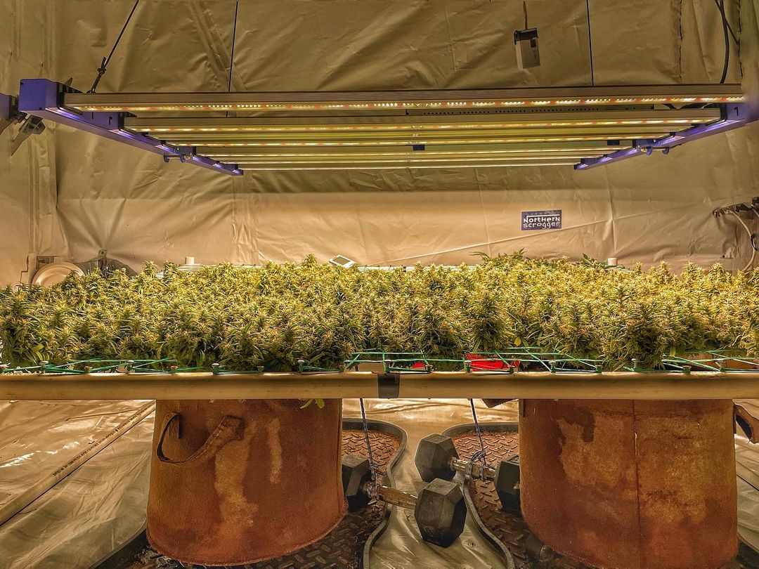 spliffseeds's tweet photo. Longest scrog ever!! 
📸:@northernscrogger 
#northernscrogger https://t.co/0MRAPV96Bt