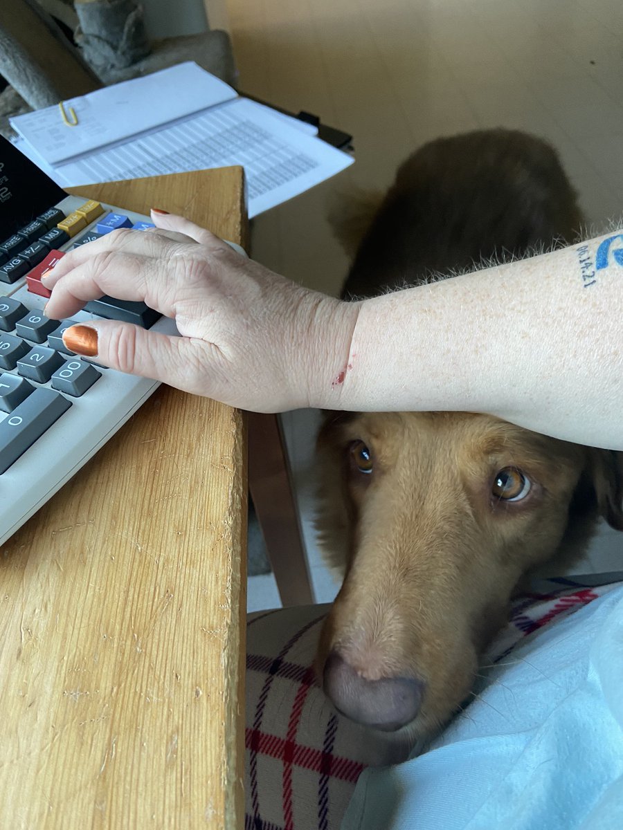 JessimanHeather's tweet photo. @Albert_Nobbs @JanisIrwin Right? Friggin’ adorable pets! https://t.co/JJYvV3mVn4