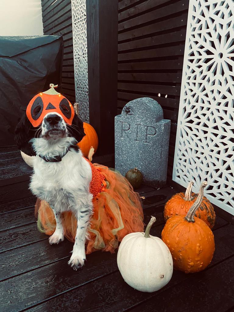 PoliceDogDorset's tweet photo. Not wanting to be out done by his crew mate…

PD Loki has joined in the trick or treat 🎃 fun 👻

#OD741 #specialistdog #policedog #Halloween https://t.co/3TrBzx7bW1