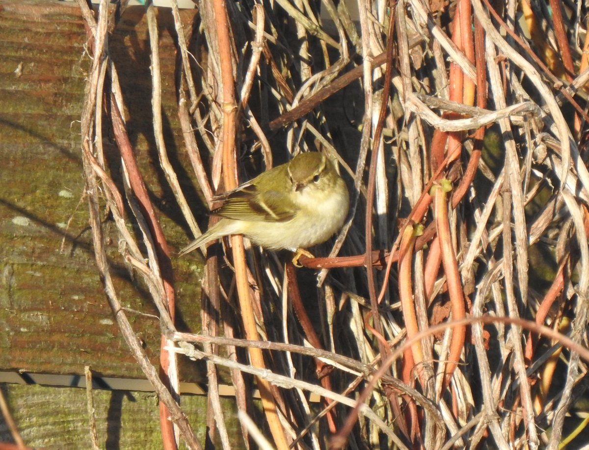 David Steel tweet media