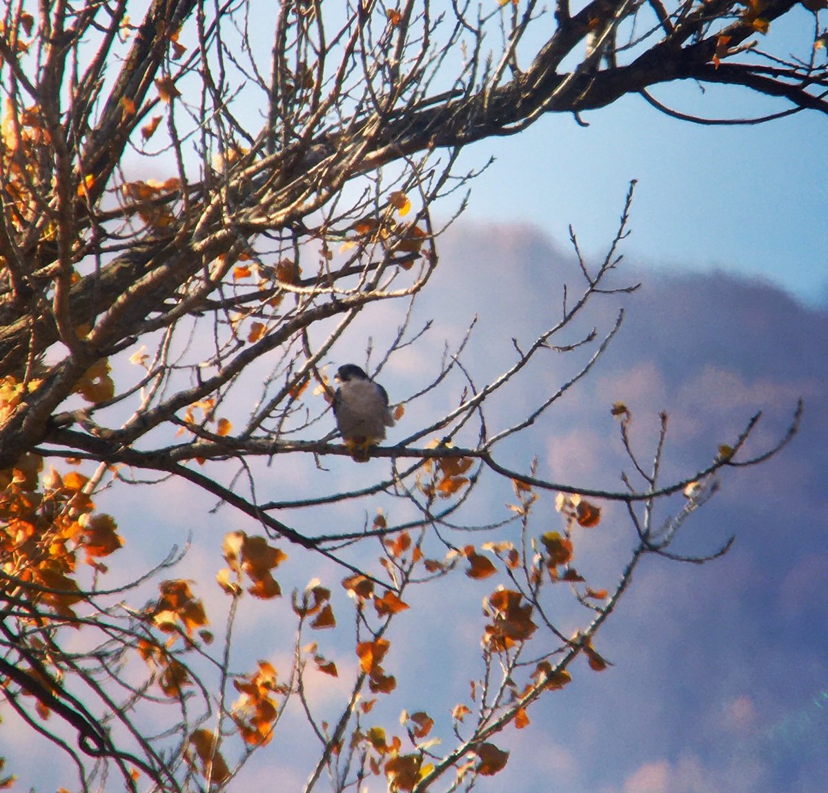 sofiabirdwalks's tweet photo. A Peregrine a day keeps the huge flock of Bramblings, Common chaffinches, Greenfinches, Goldfinches and Siskins away 😉 https://t.co/0MTmpR1xRq