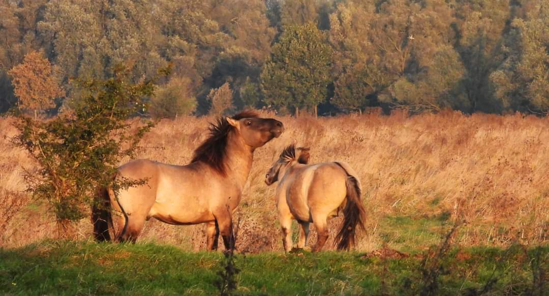 Kittydabunik's tweet photo. #hengsten #samen in prachtige warme licht van #zonsopkomst gisteren #freenature https://t.co/1i9wnwvyNt