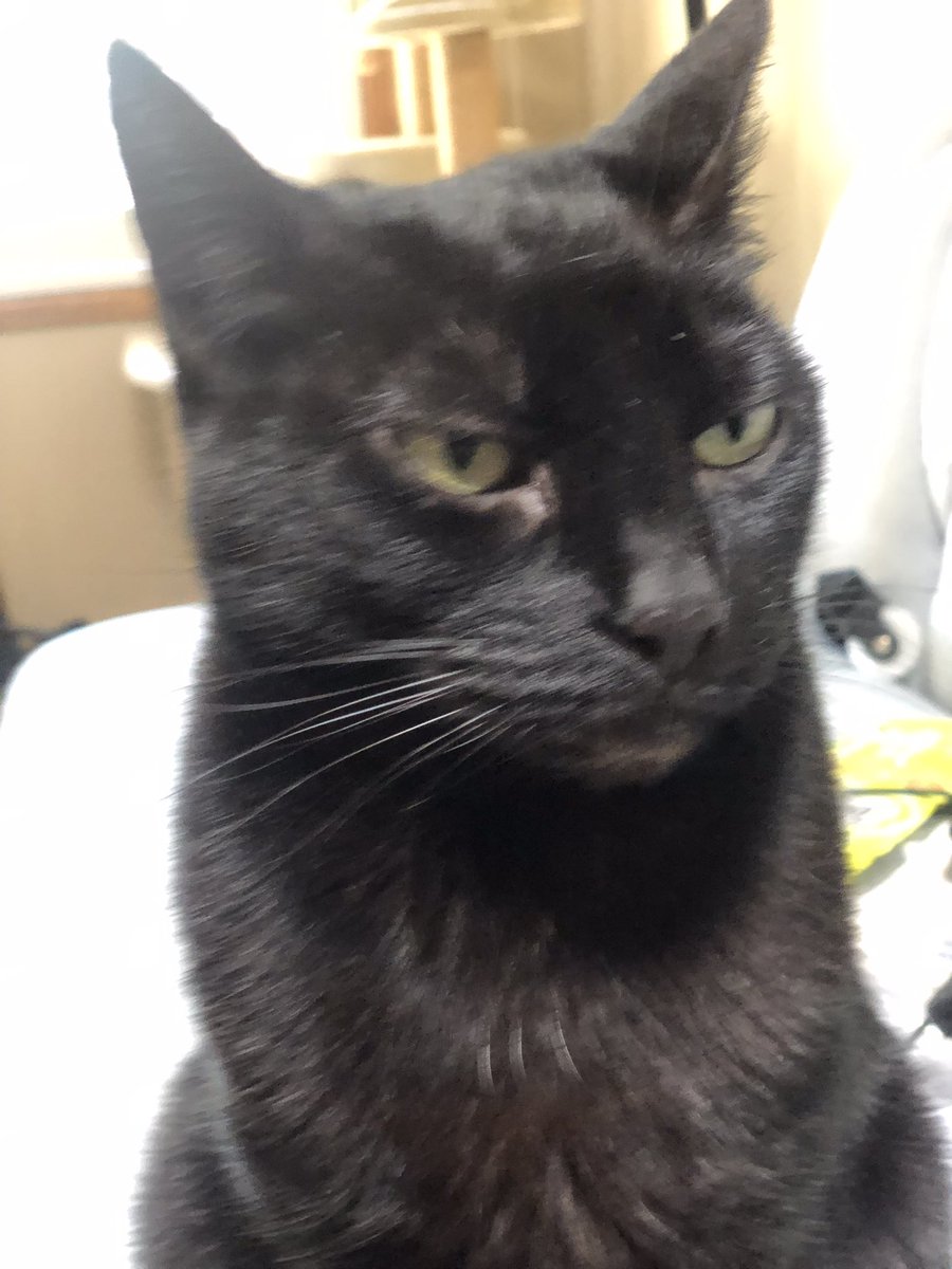 Jadey20142's tweet photo. @GingerRaign All good here Raign &amp; Ginger We hope yoo are having a Pawsome 🐾🐾day. 🧡Jadey 🐱🐾 https://t.co/twl2rMGby0