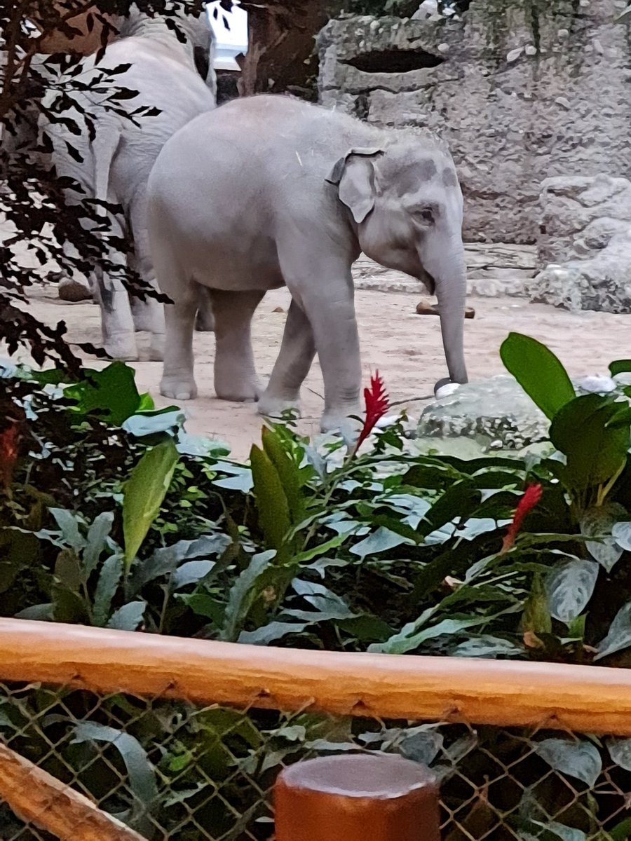 Andrea Rutschmann tweet media