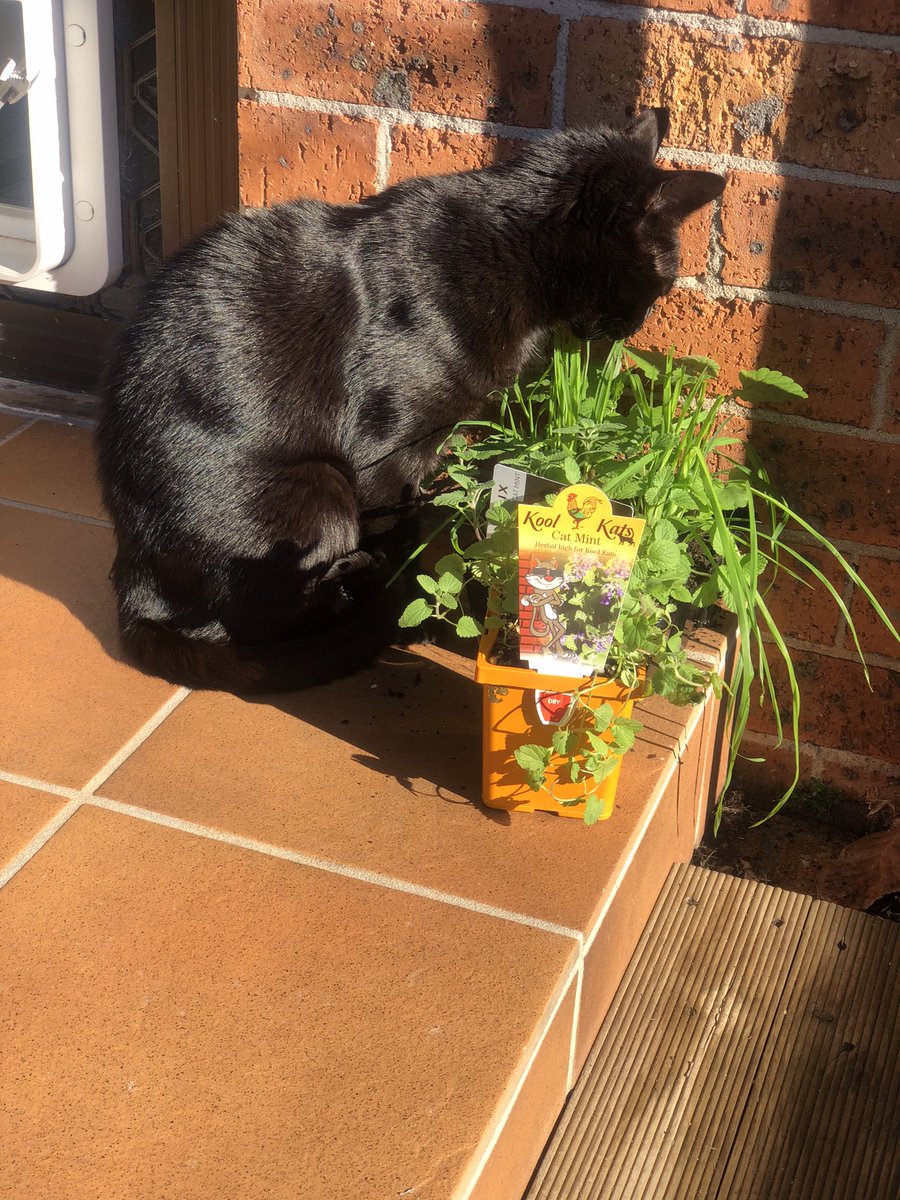 Jadey20142's tweet photo. @sharon_cantley Happy Caturday Yoo Too 🐾 Flynn   We hope yoo are having a Pawsome 🐾🐾day. 🧡Jadey 🐱🐾 https://t.co/0td4hghbs8