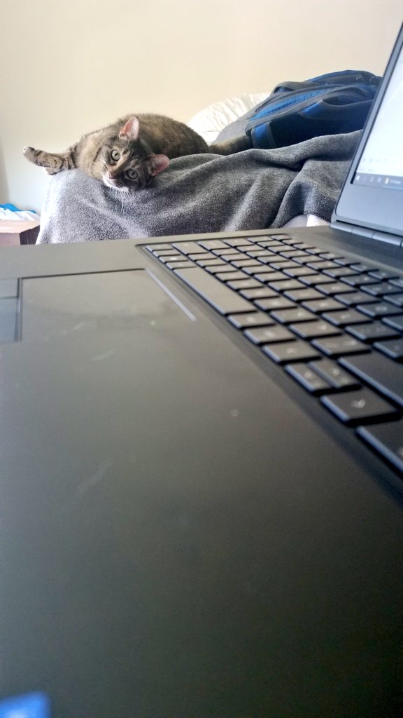 TheTalentedMrJD's tweet photo. Waiting for me to finish this edit. #SolidCatContent https://t.co/Xfwm2C3IXK