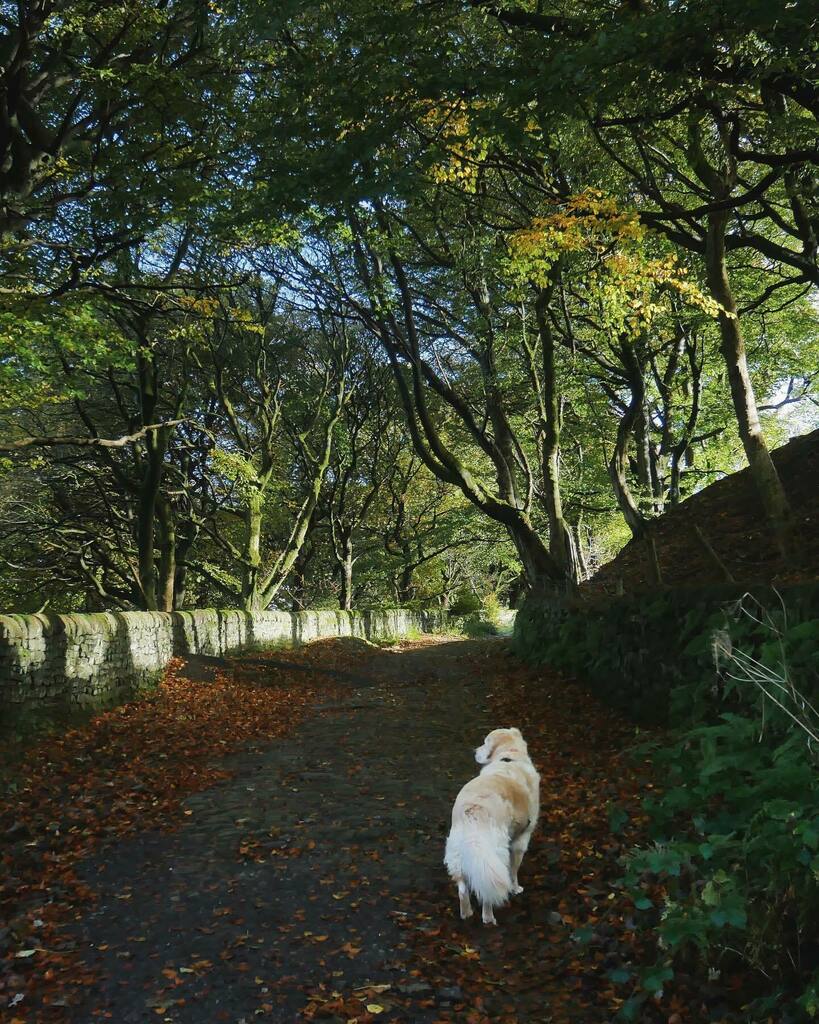 sowandroam's tweet photo. Dreamy light on today’s autumnal walk 🍁 🍂🍁

I’m avoiding people till covid has buggered off from our house. Ste tested positive after not being well last week and I’m crossing my fingers I’ll continue to stay negative🤞🏻

P.S the clocks go back tomorr… https://t.co/xViVREGaYQ https://t.co/je8jDUeqPb