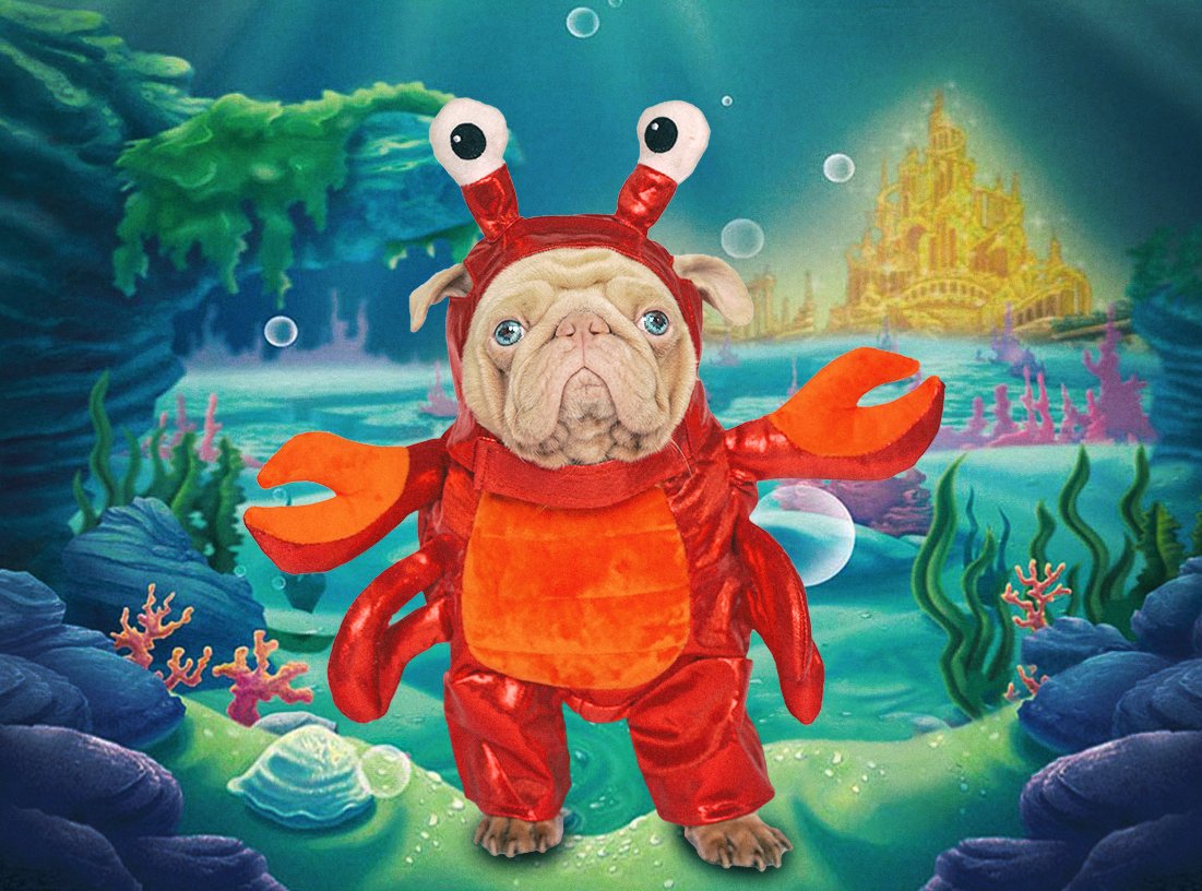 milkshakethepug's tweet photo. Just look at the world around you,
Right here on the ocean floor,
Such wonderful things surround you, What more is you lookin' for? #halloween2021 #Disneyland #thelittlemermaid #DogsofTwittter https://t.co/bFBgXXqEME