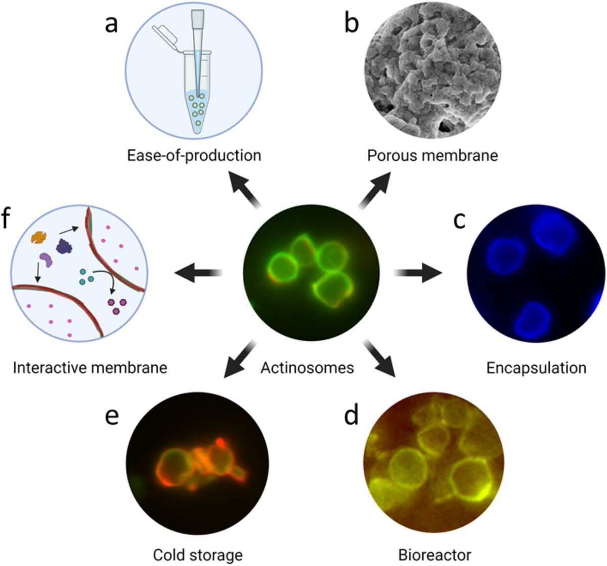 Kate Adamala tweet media