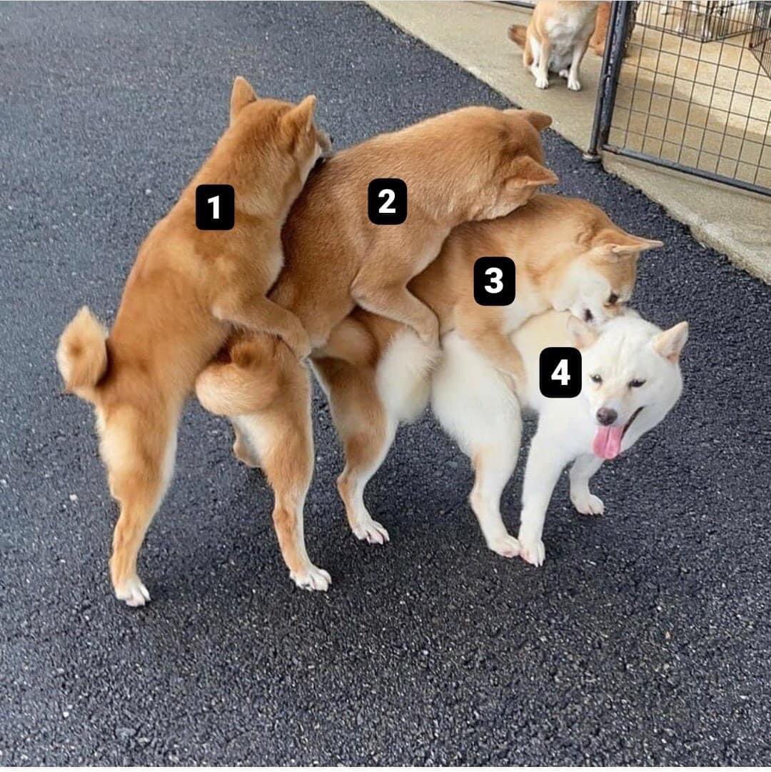 យីសពួកអានេះចេះគ្រុបតោងចង្កេះគ្នាវា 😆 #