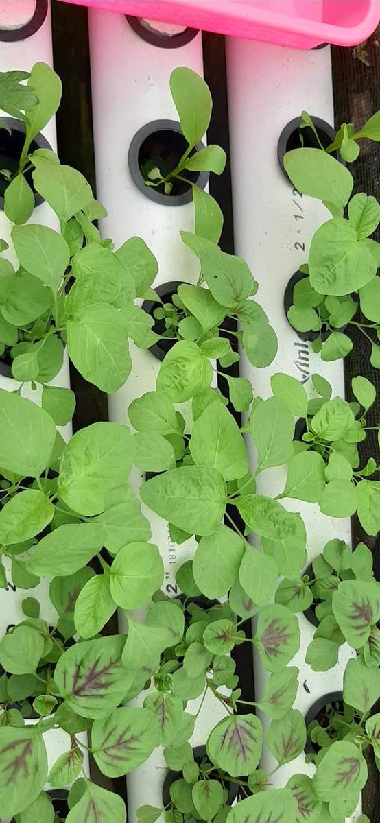 fakfakberkebun's tweet photo. Kebun Hidroponik di rumah salah satu penggiat Fakfak Berkebun, Kaka Nurdin

#Hidroponik https://t.co/lHHjJk3P6h